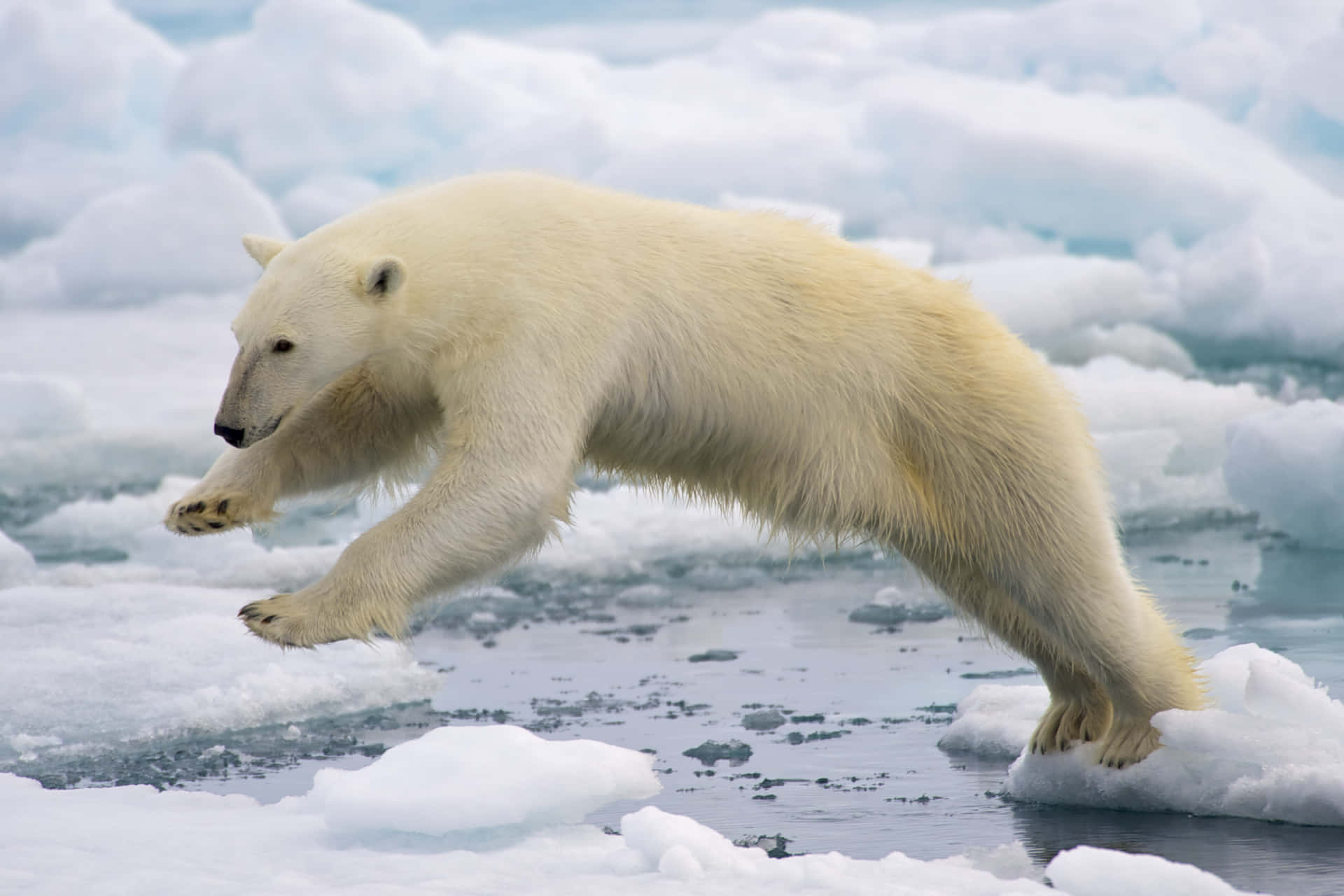 A close-up shot of a majestic polar bear in its natural habitat