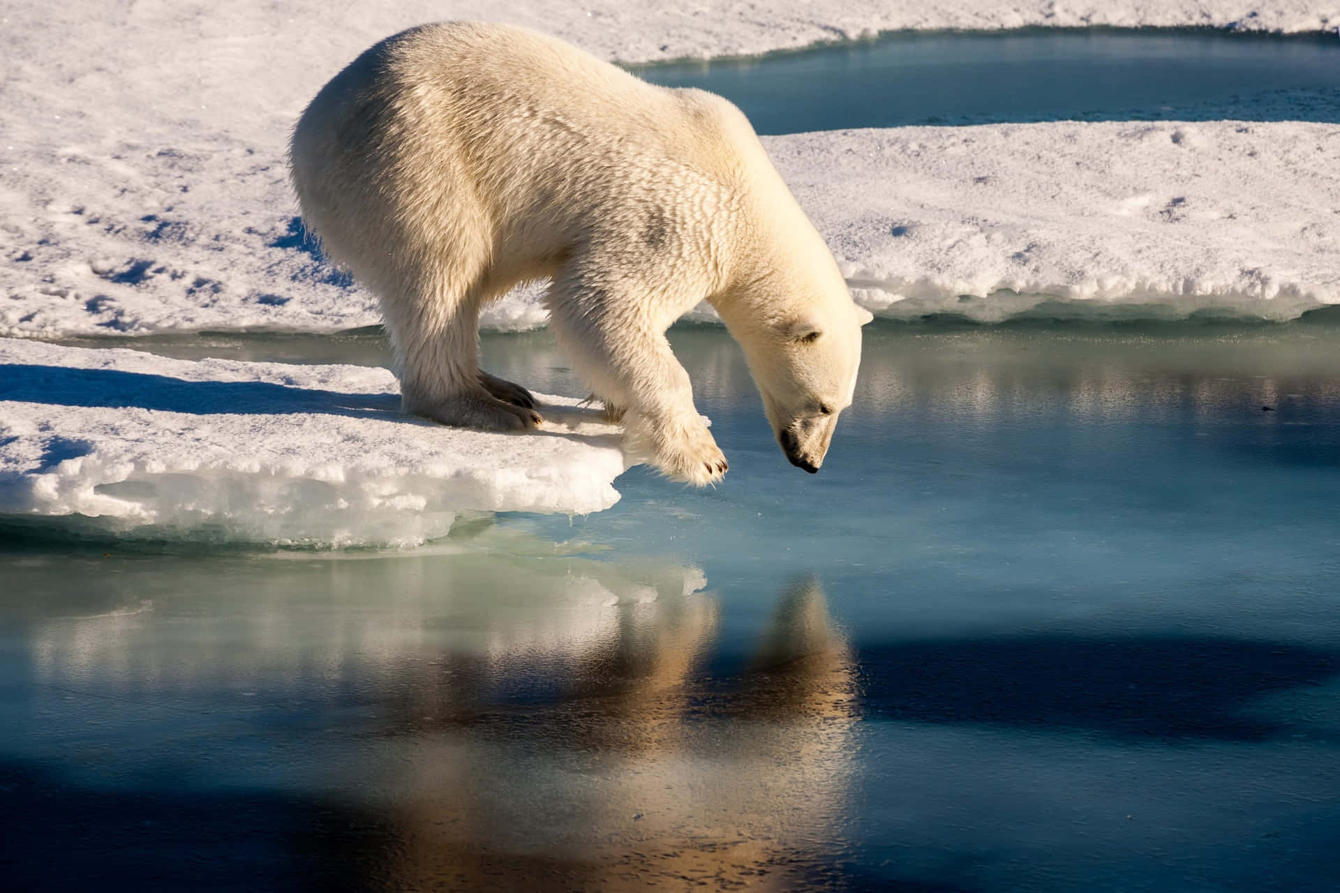A Polar Bear Seeks Solace in the Polar Wilderness