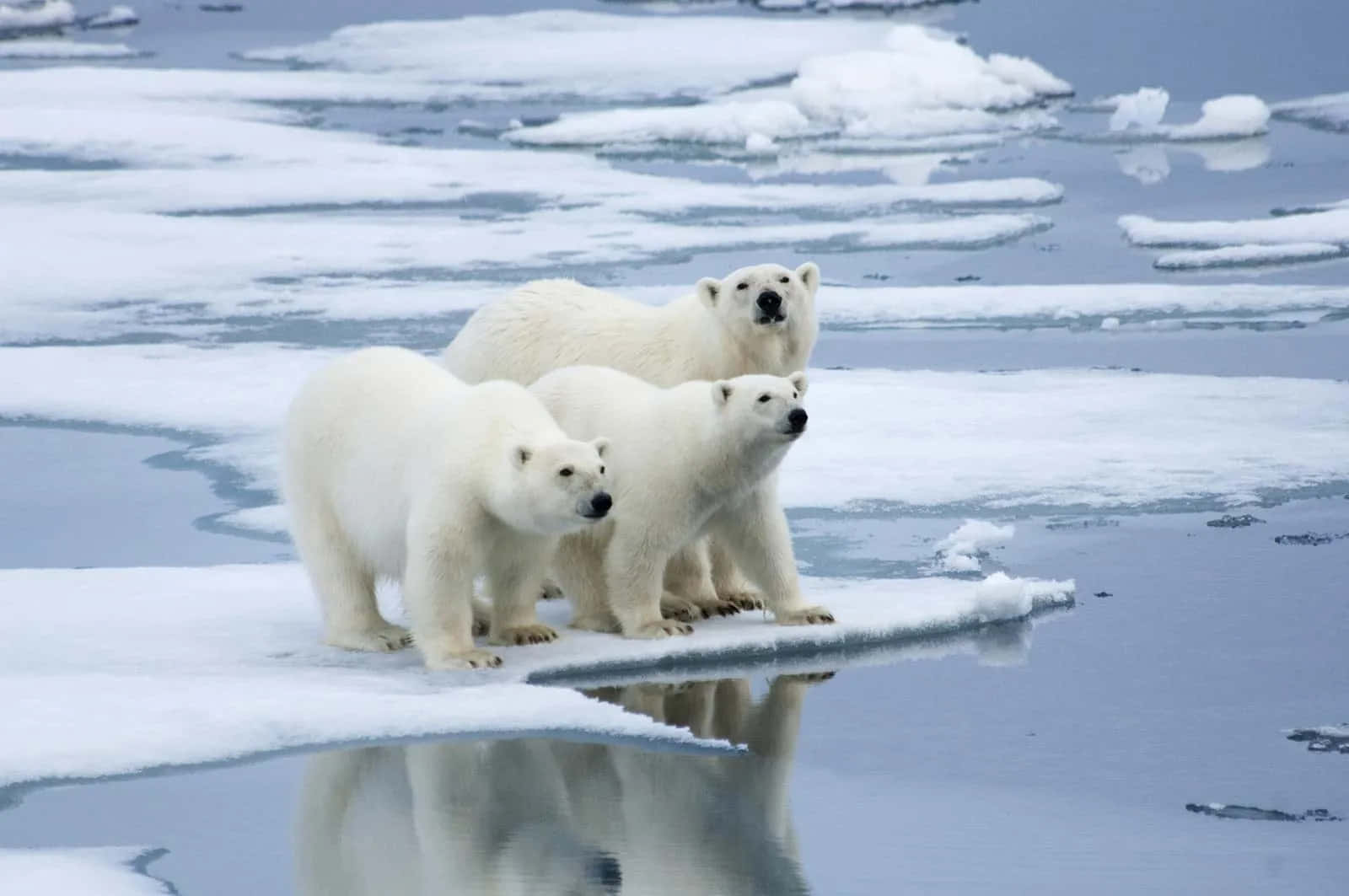 A Large Polar Bear Standing On Ice