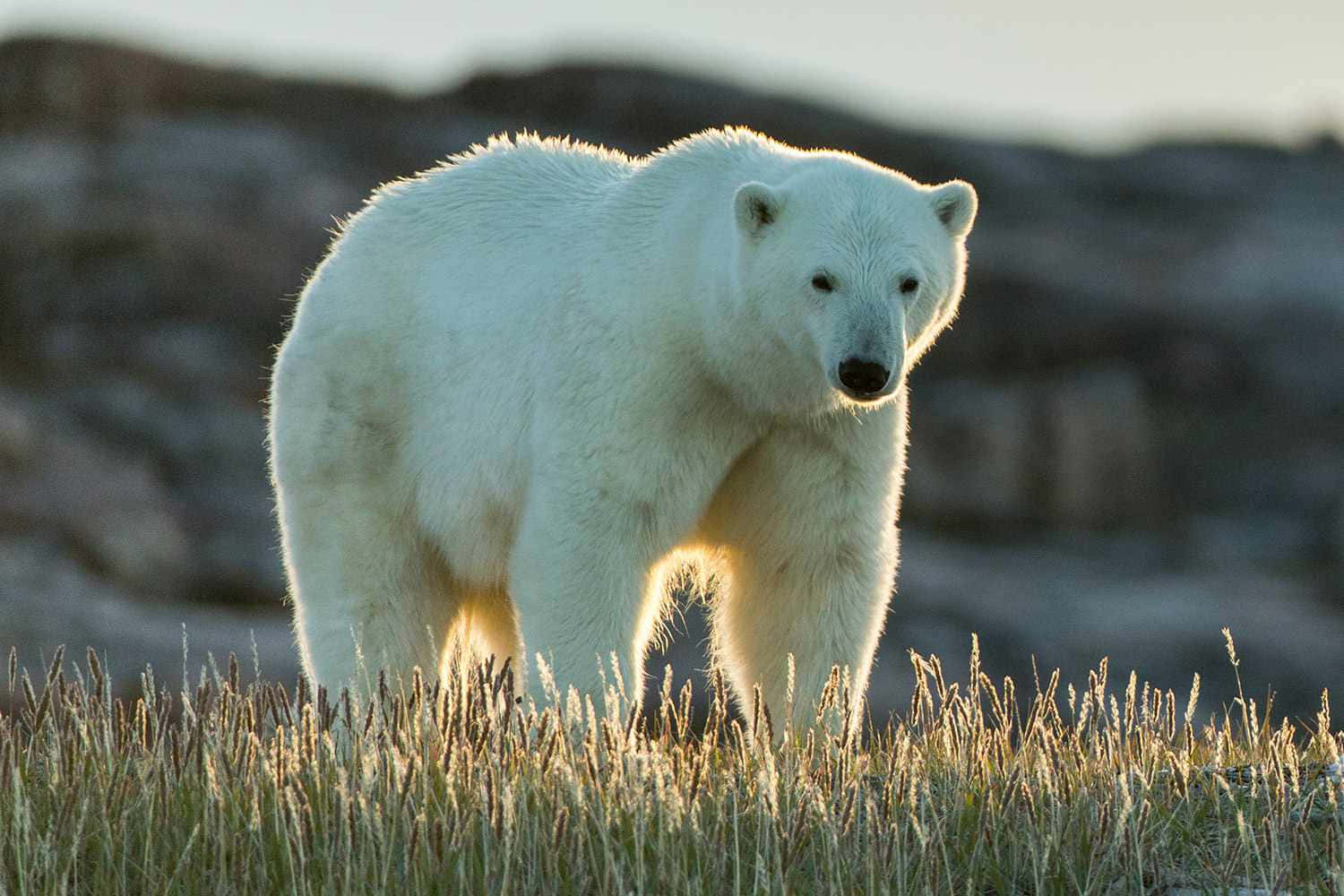 Einmajestätischer Eisbär Genießt Die Ruhe Und Stille Des Winterfrostes.