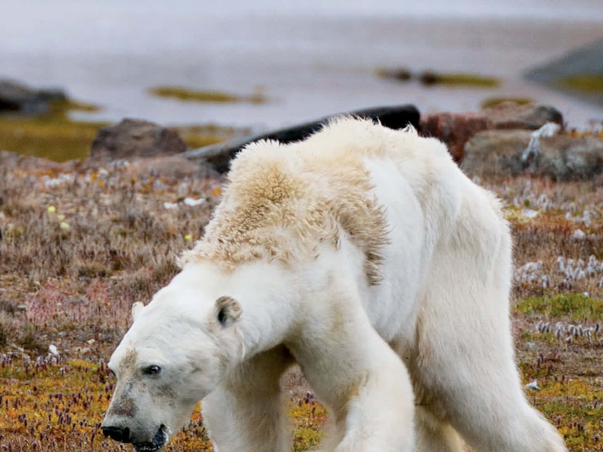 A Close Up of a Polar Bear