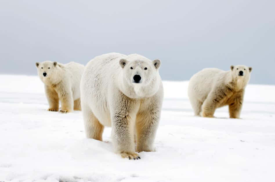 Unmagnífico Oso Polar Se Alza Alto En Medio De La Nieve Ártica.