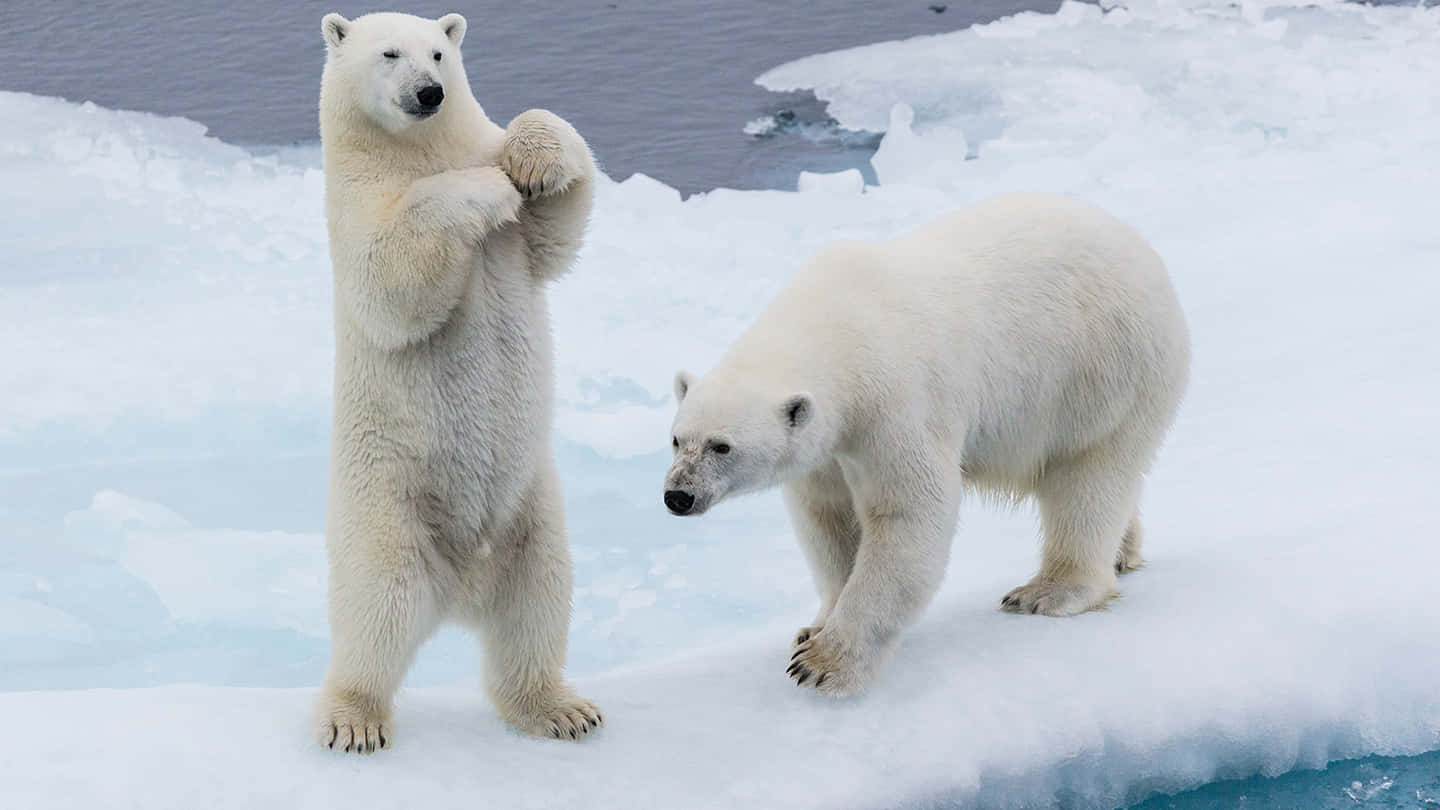 Einmajestätischer Eisbär Genießt Seine Verschneite Landschaft