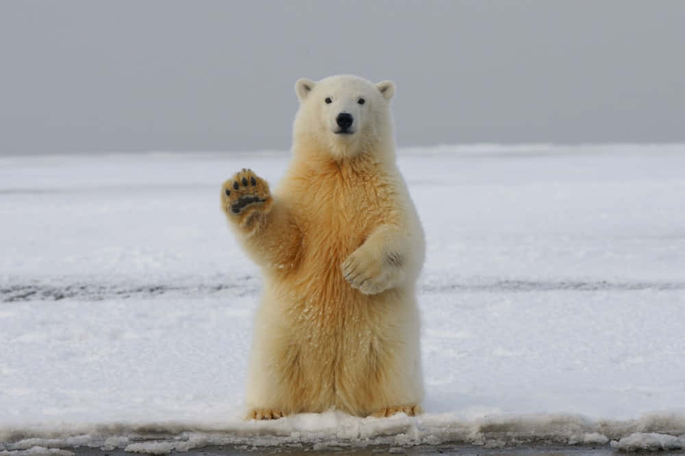 Umasilhueta De Urso Polar Se Funde Com A Noite Ártica