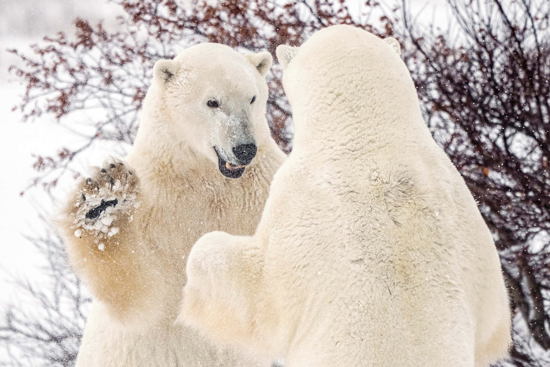 Majestic Polar Bear in its Natural Habitat