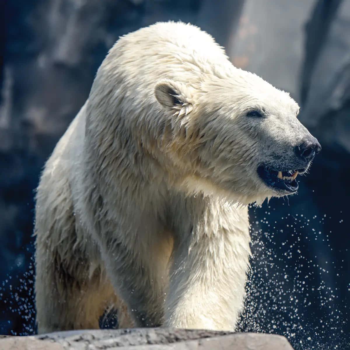 Ummajestoso Urso Polar De Pé Na Neve