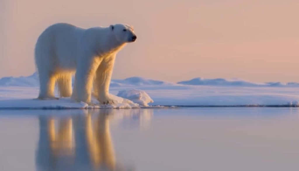 A polar bear rests in an icy background