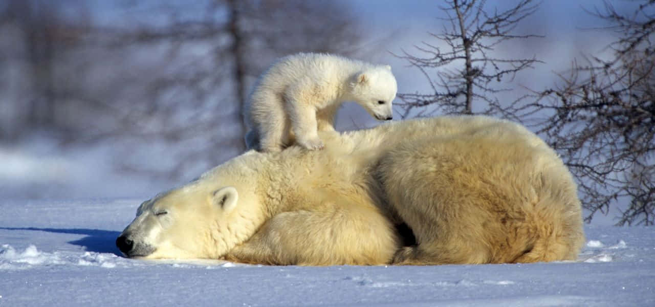Adorableoso Polar Disfrutando De Un Descanso