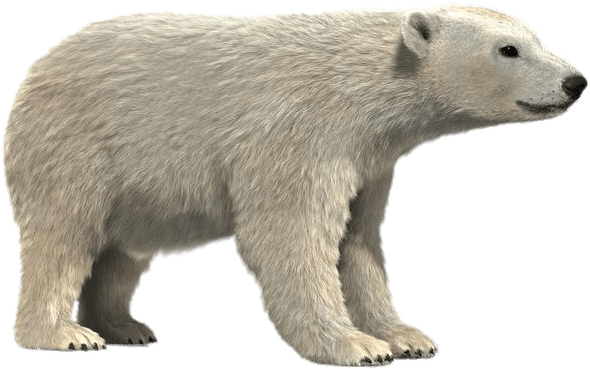 Polar Bear Profile PNG
