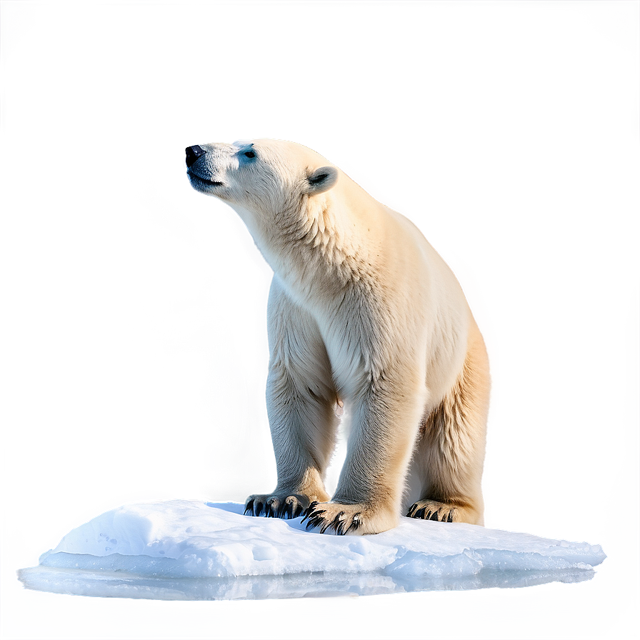 Polar Bear Profile Png 05062024 PNG