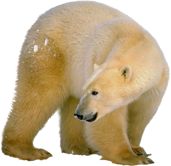 Polar Bear Profile.png PNG