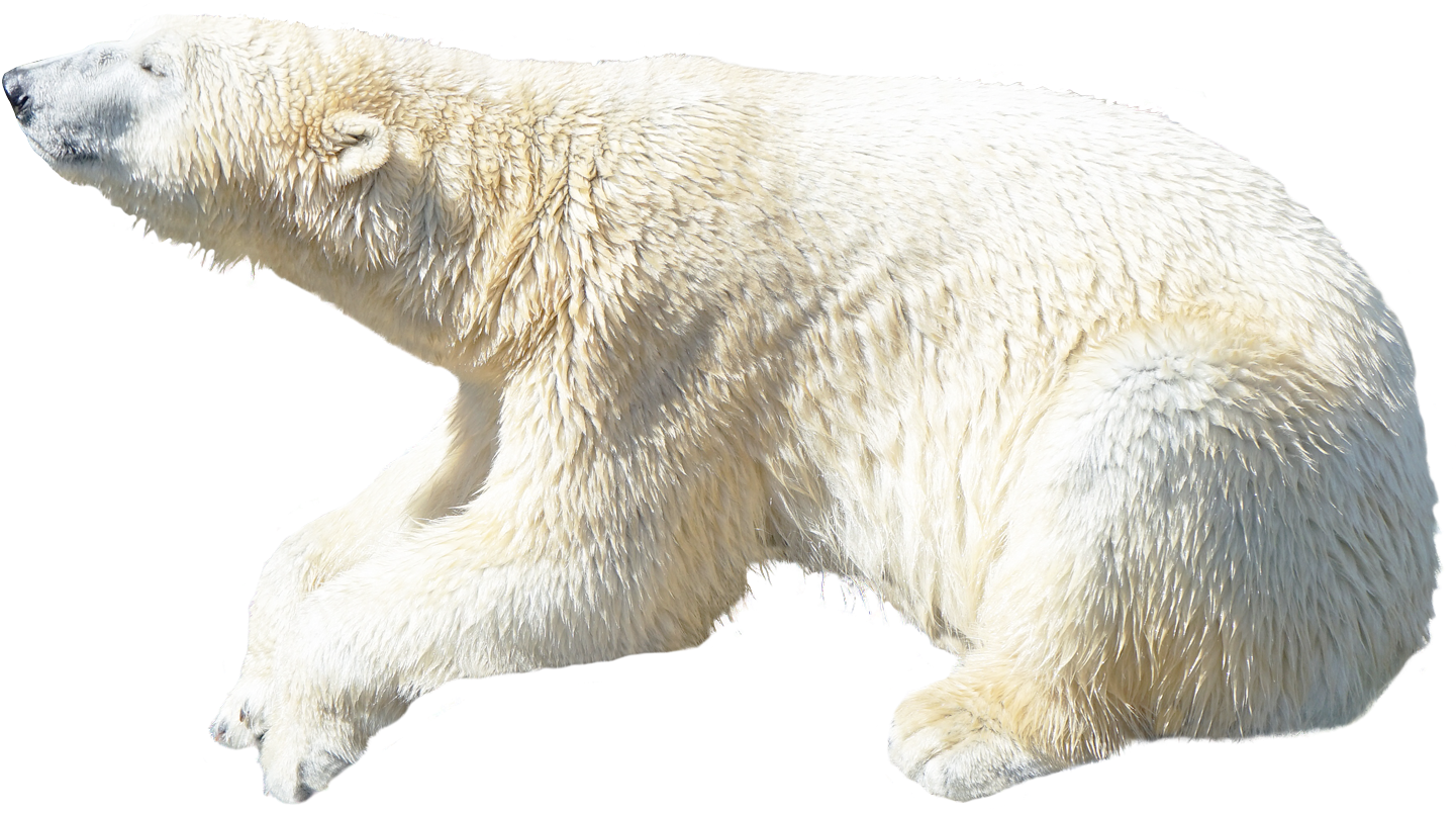 Polar Bear Profile View PNG