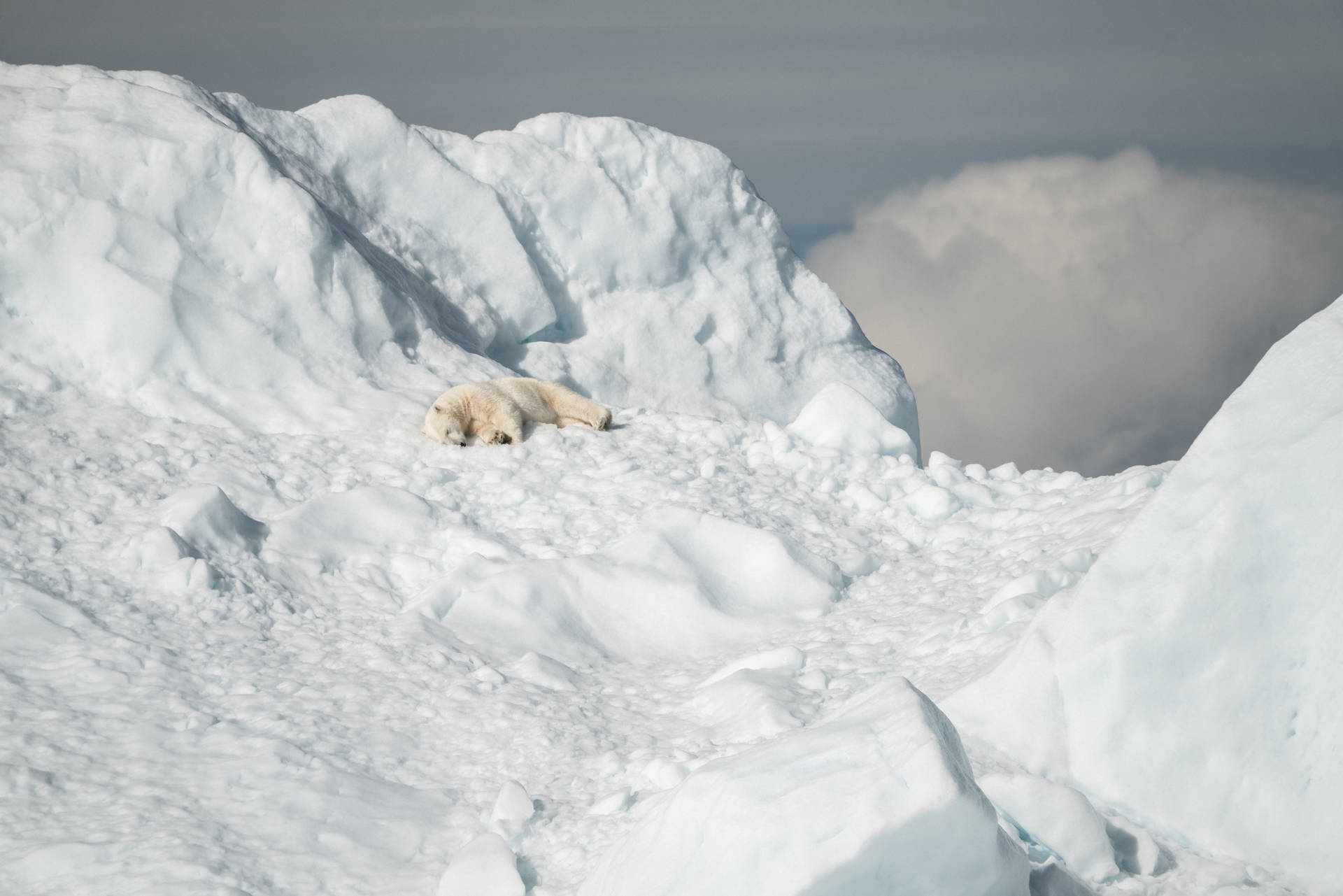 Polar Bear Sleeping On Snow Bed