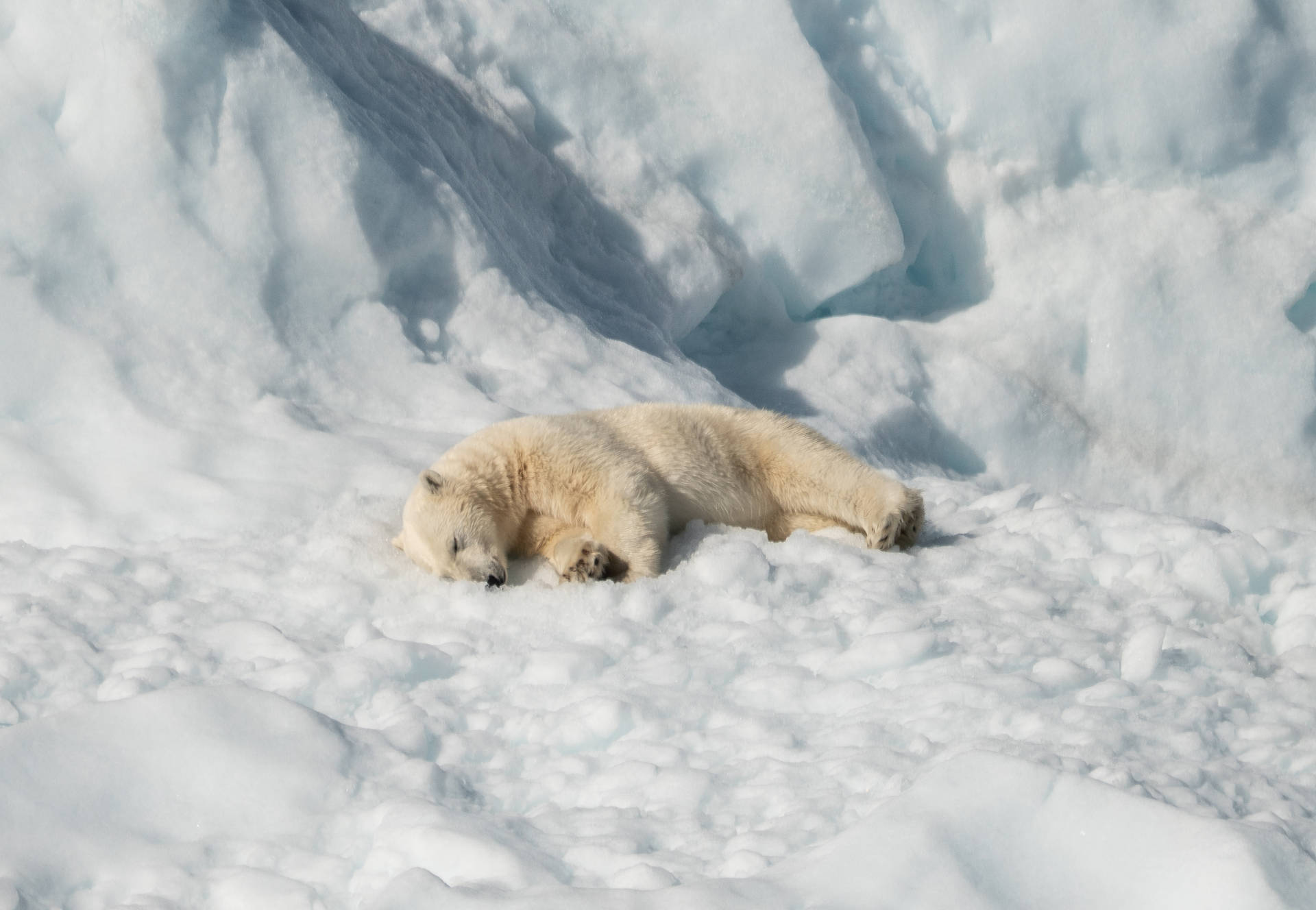 Polar Bear Sleeping On Snow