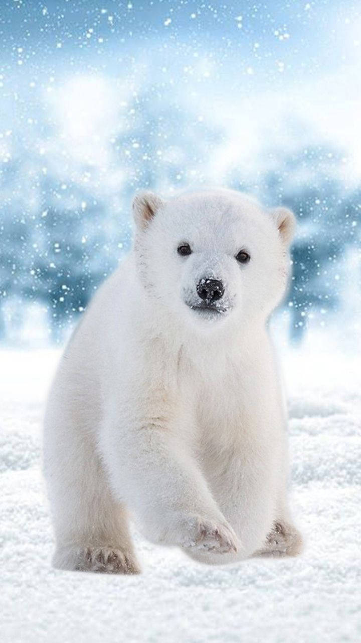 Polar Bear Snowflakes