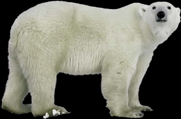 Polar Bear Standing Isolated PNG