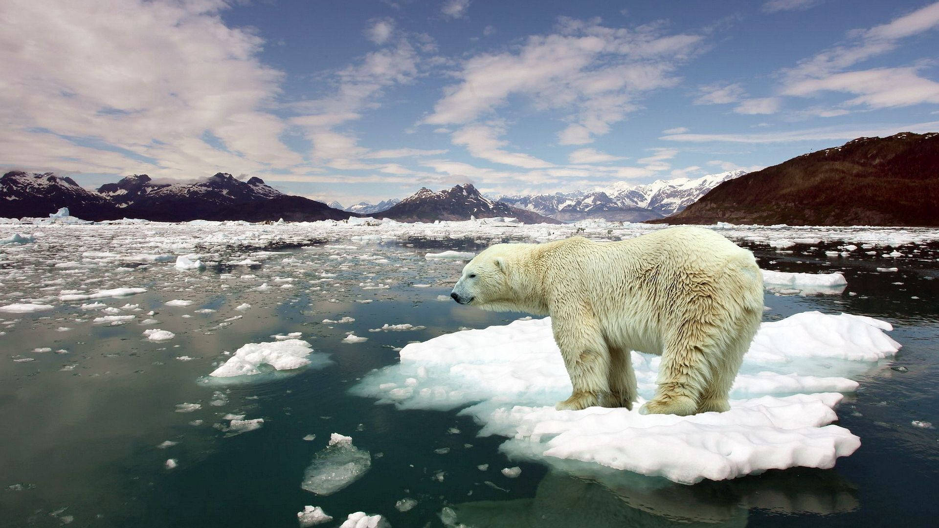 Polar Bear Stuck On Ice