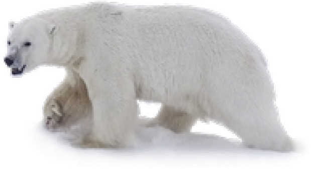Polar Bear Walkingon Ice PNG