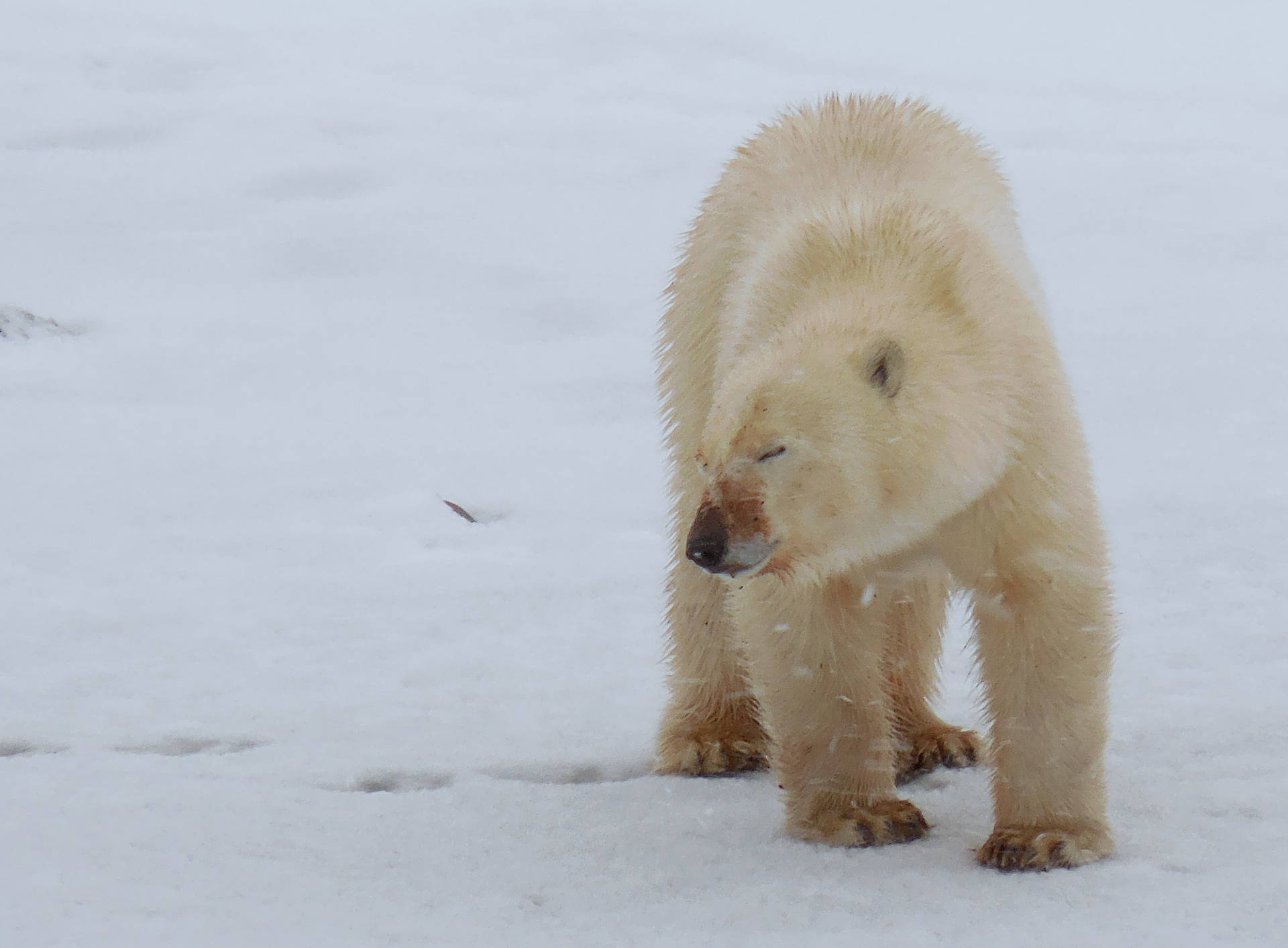 Polar Bear With Closed Eyes