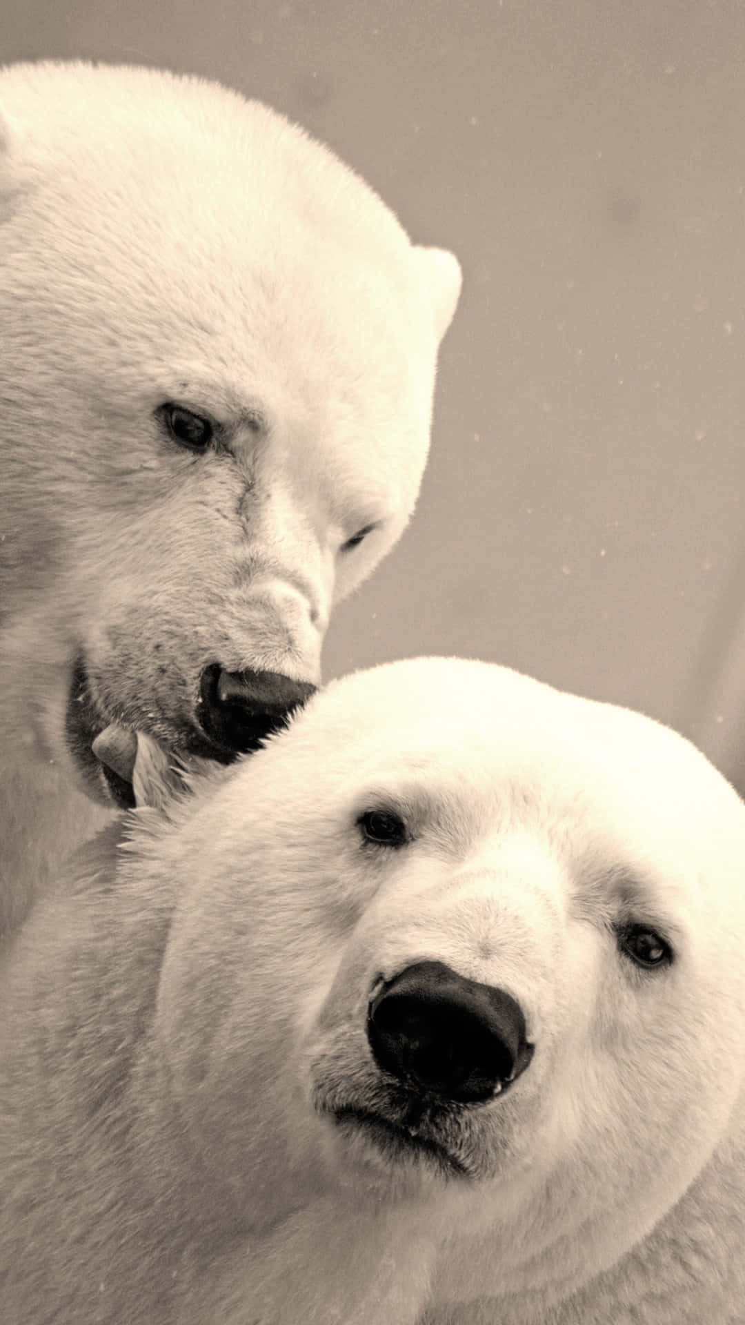 Polar_ Bears_ Closeup_ Portrait Wallpaper