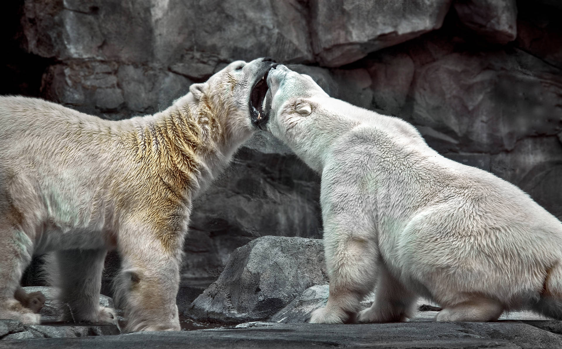 Polar Bears Fighting