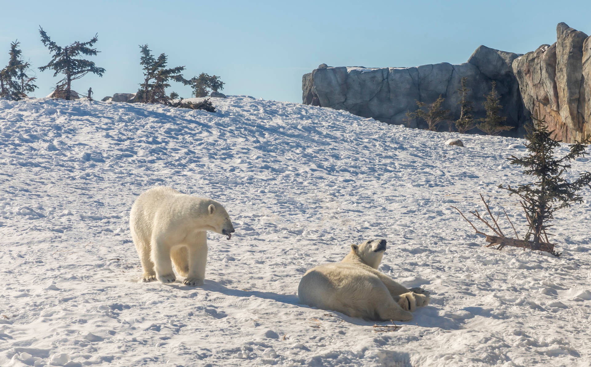 Polar Bears Having Fun On Snow