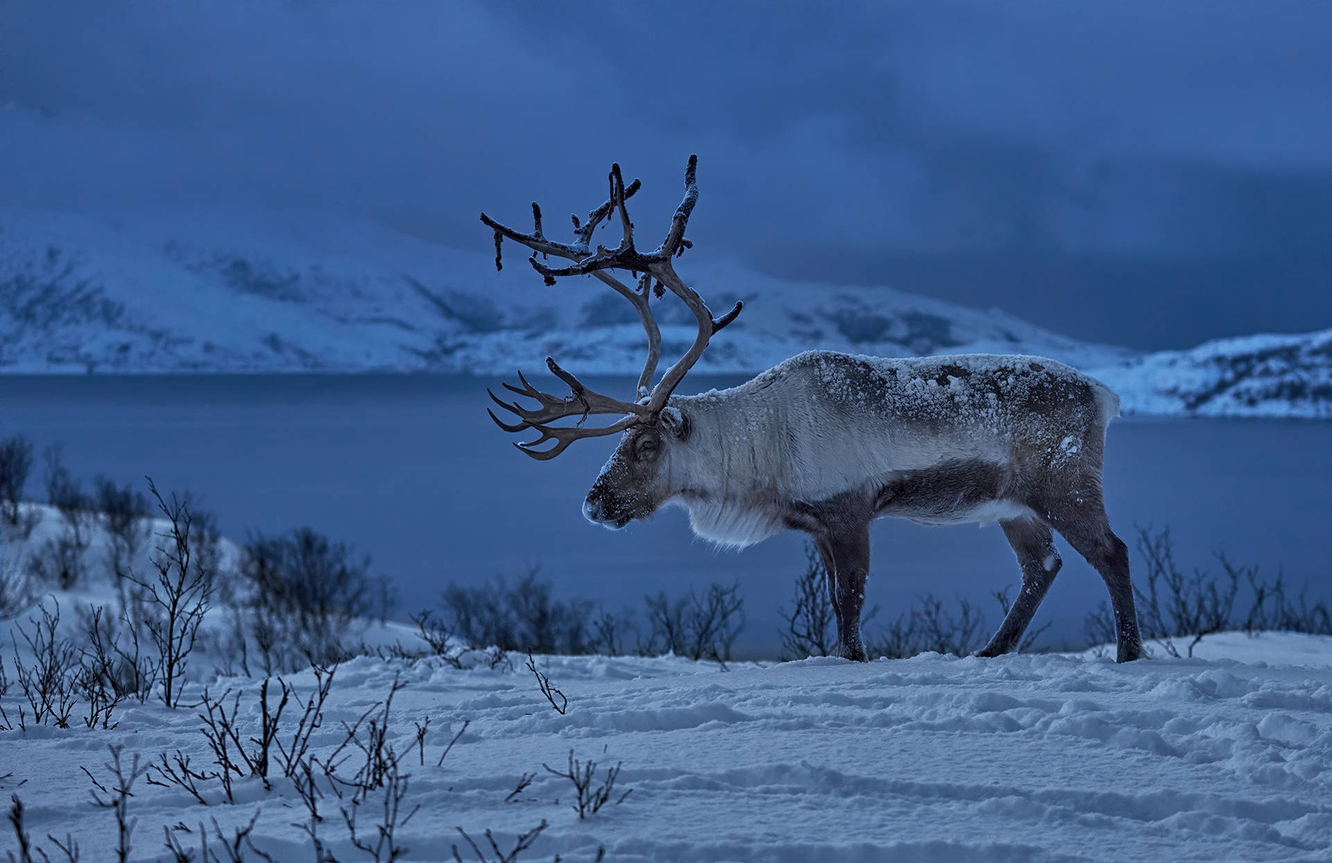 Polar Reindeer Animal Wallpaper