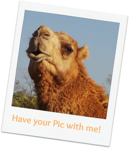 Polaroid Camel Pose PNG