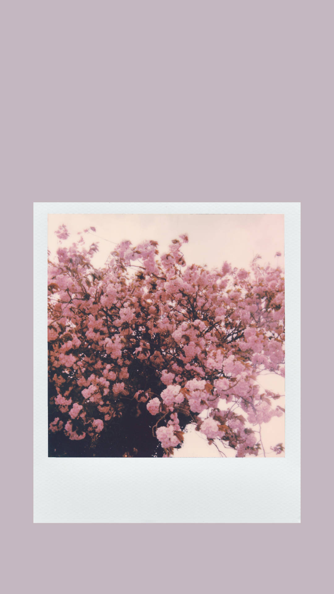 Polaroid Flower Photo Against Beige Aesthetic Phone Wallpaper