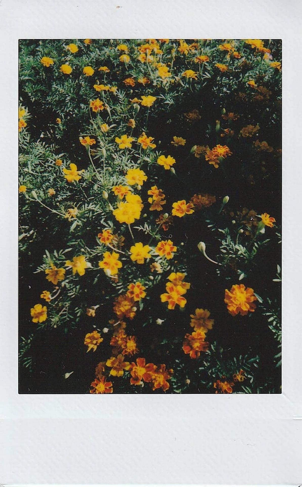 Polaroid Flowers Field Picture