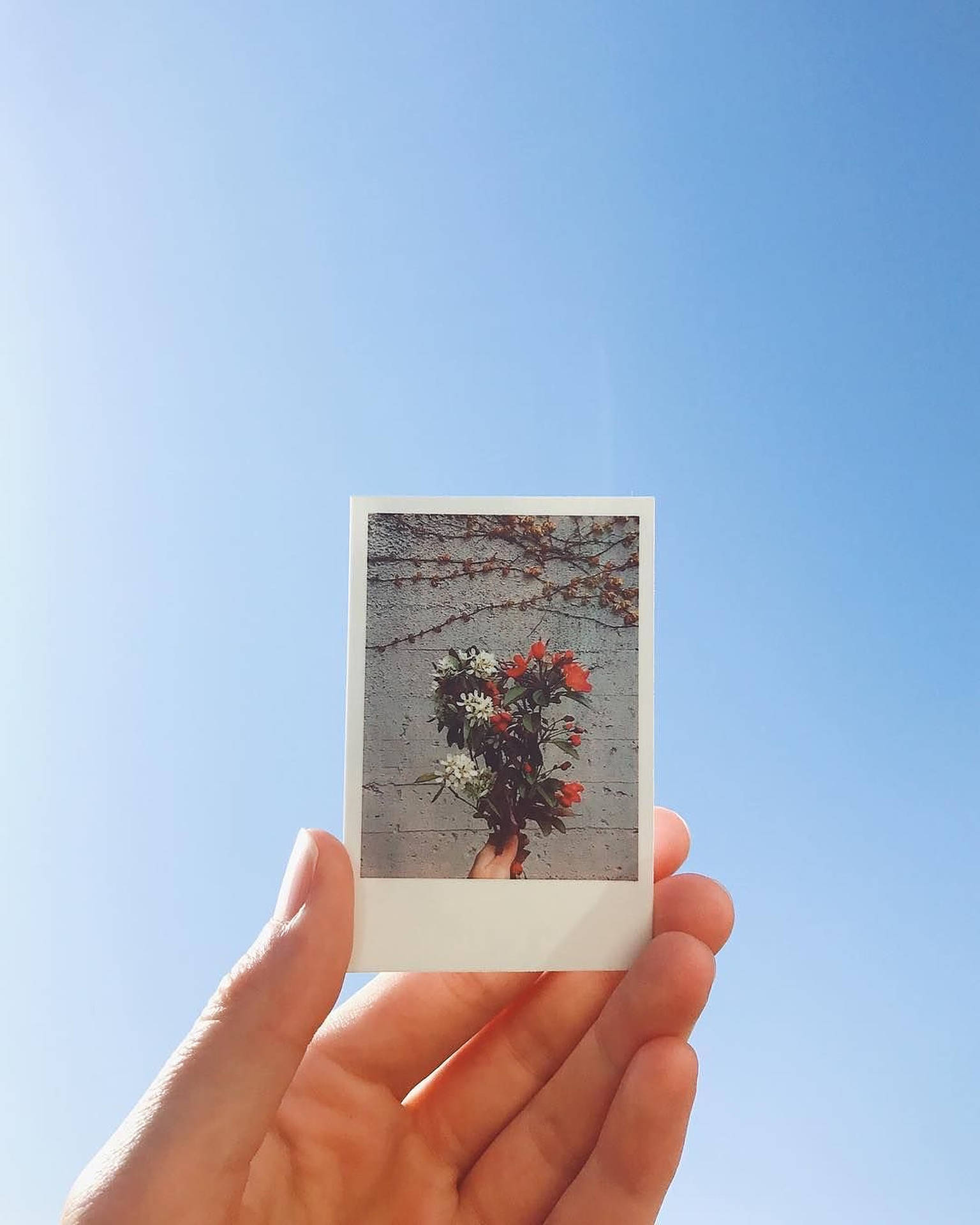 Polaroid Of Red And White Flowers
