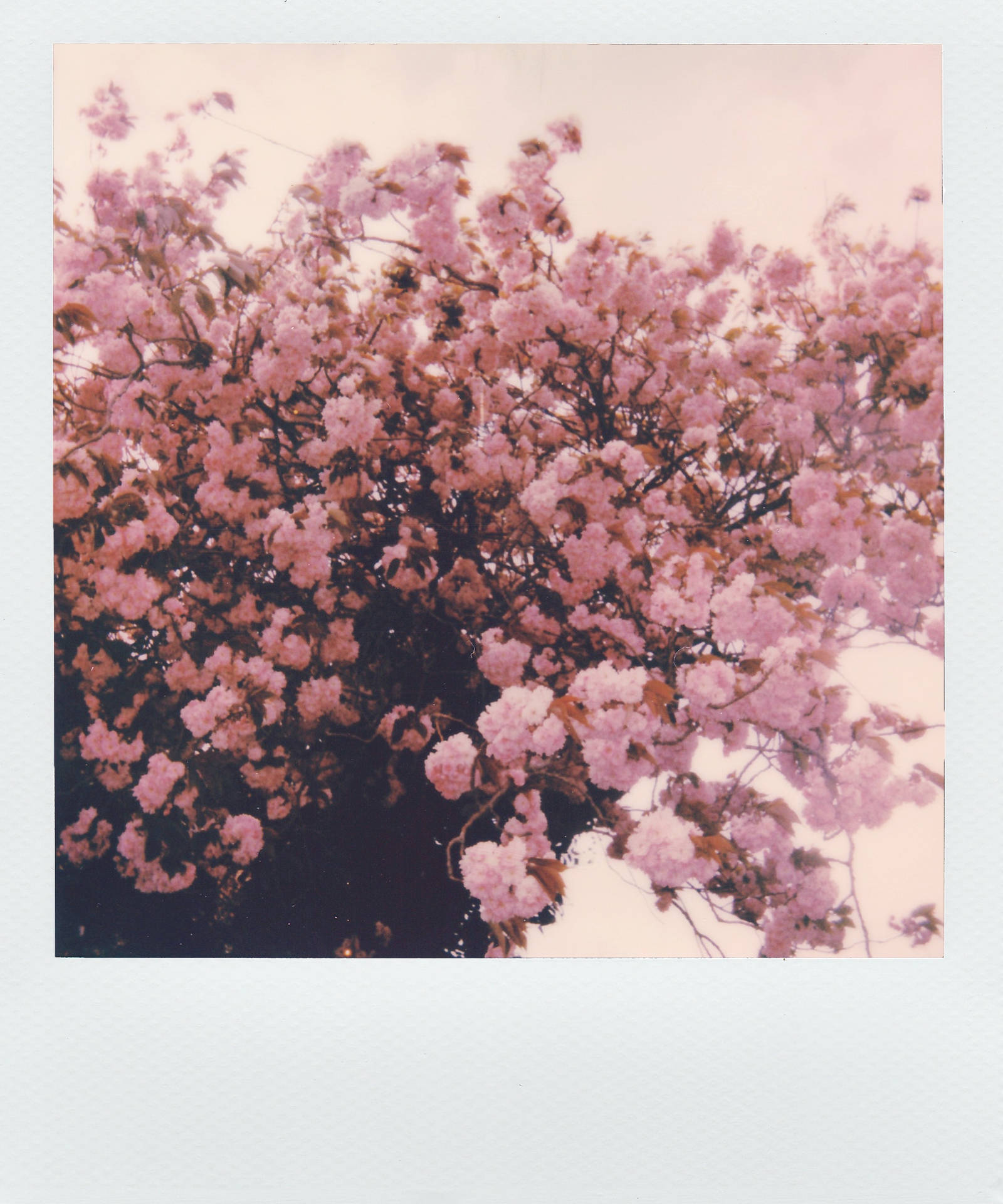 Polaroid Photo Of Pink Flowers Aesthetic Wallpaper
