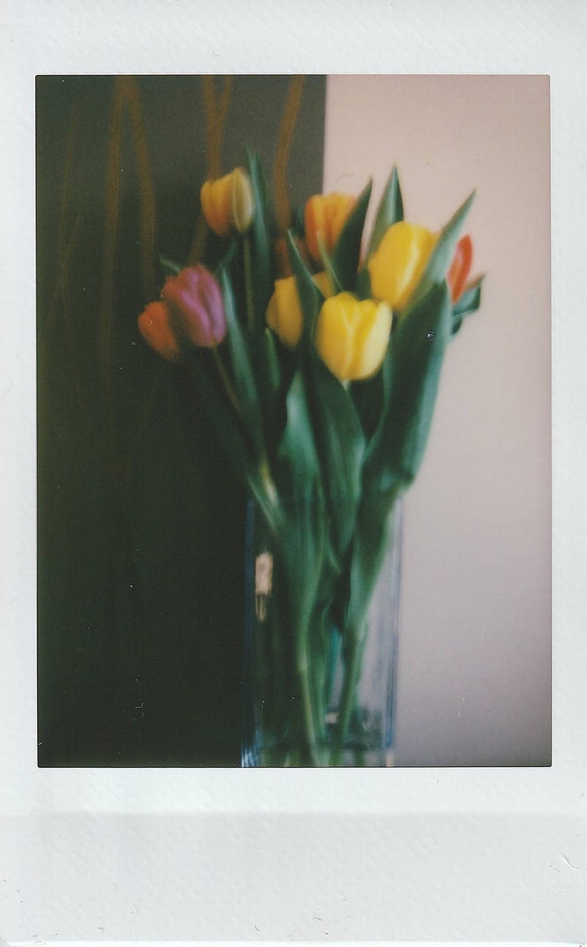 Polaroid Tulips wallpaper