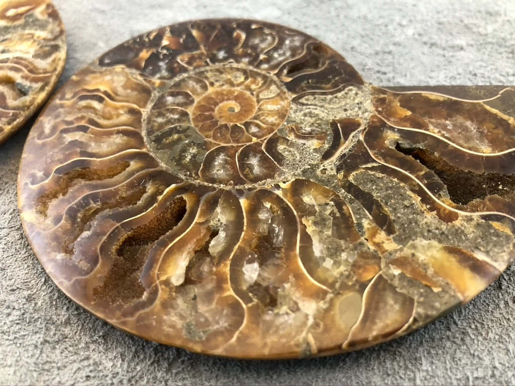 Polished Ammonite Fossil Wallpaper