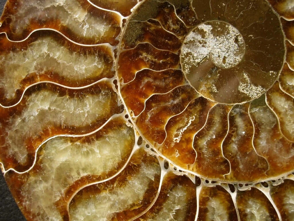Polished Ammonite Fossil Closeup Wallpaper