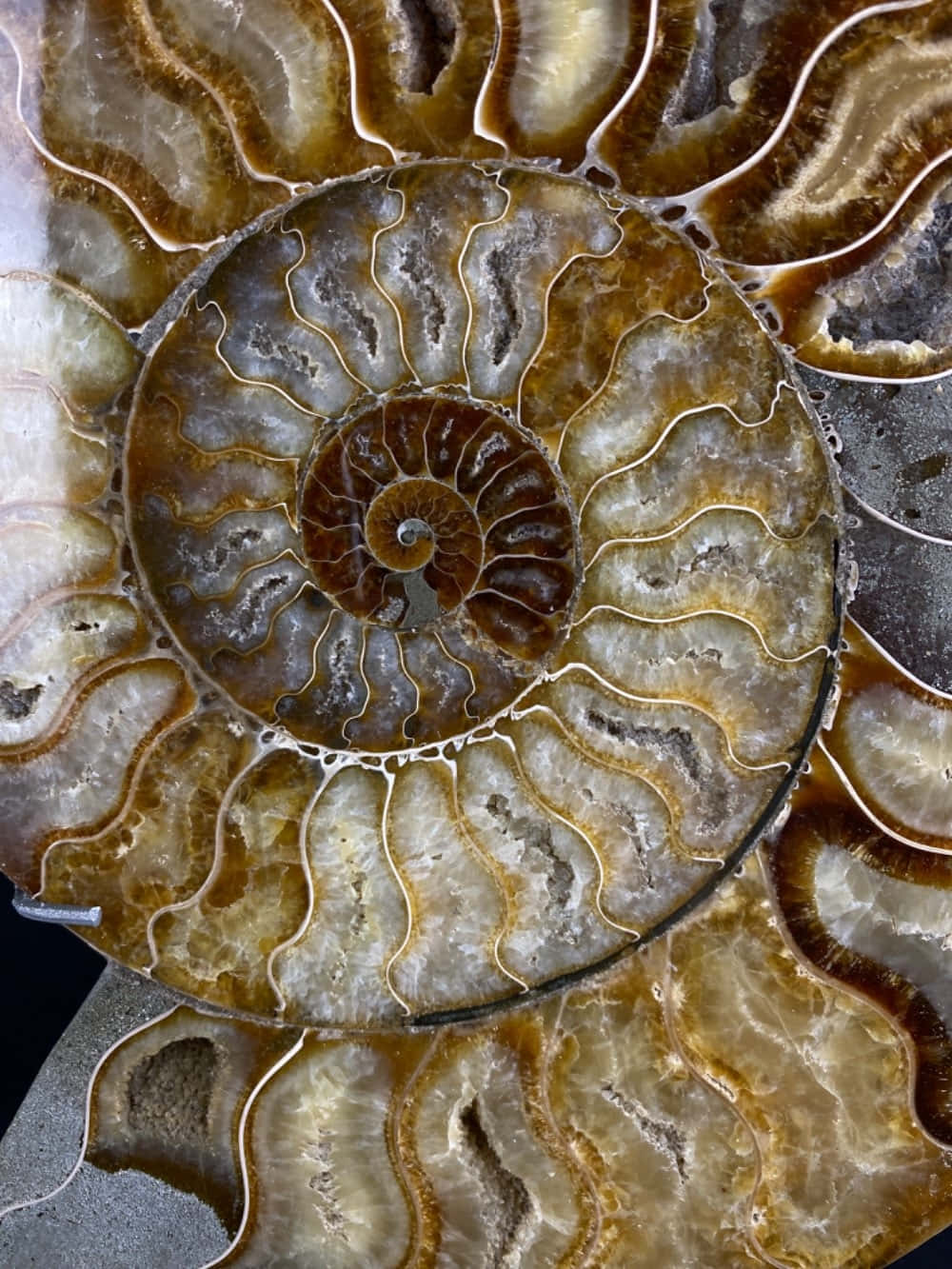 Polished Ammonite Fossil Wallpaper