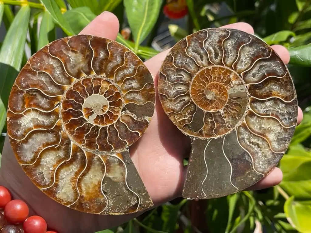 Polished Ammonite Fossils Heldin Hand Wallpaper