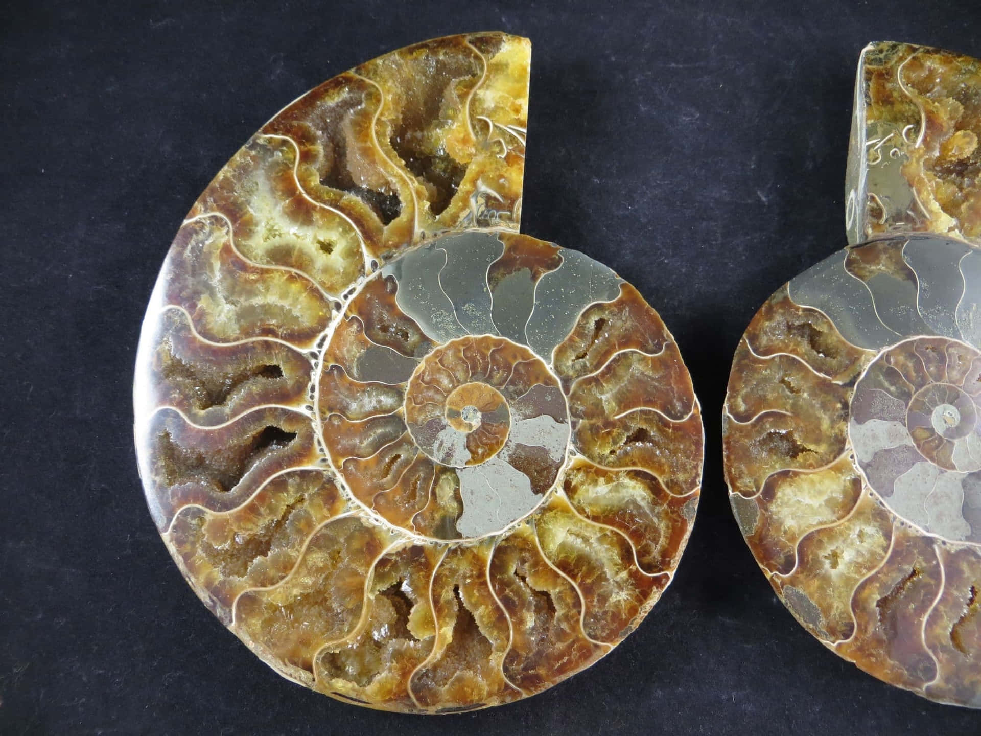 Polished Ammonite Fossils Wallpaper