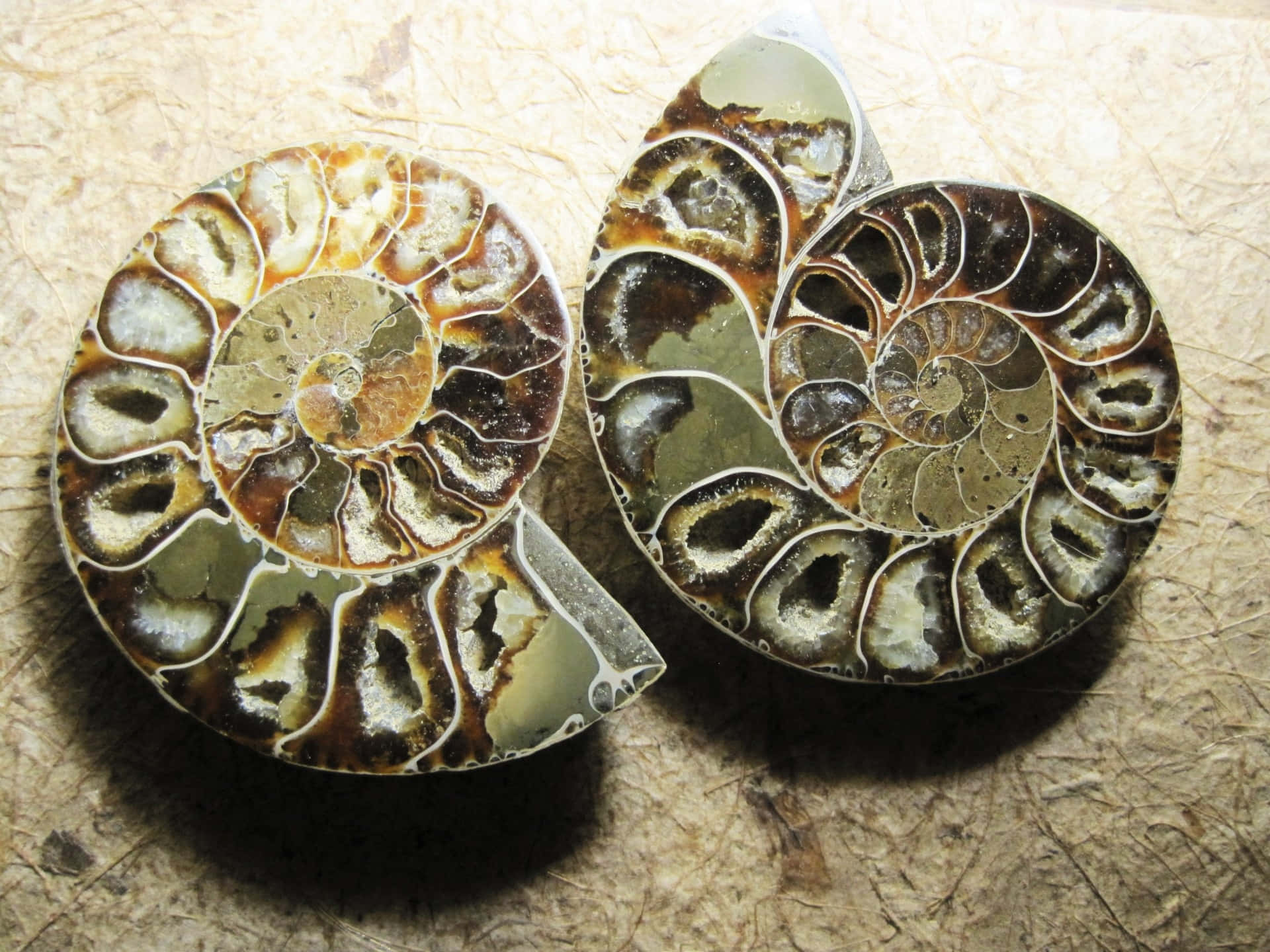 Polished Ammonite Fossils Wallpaper