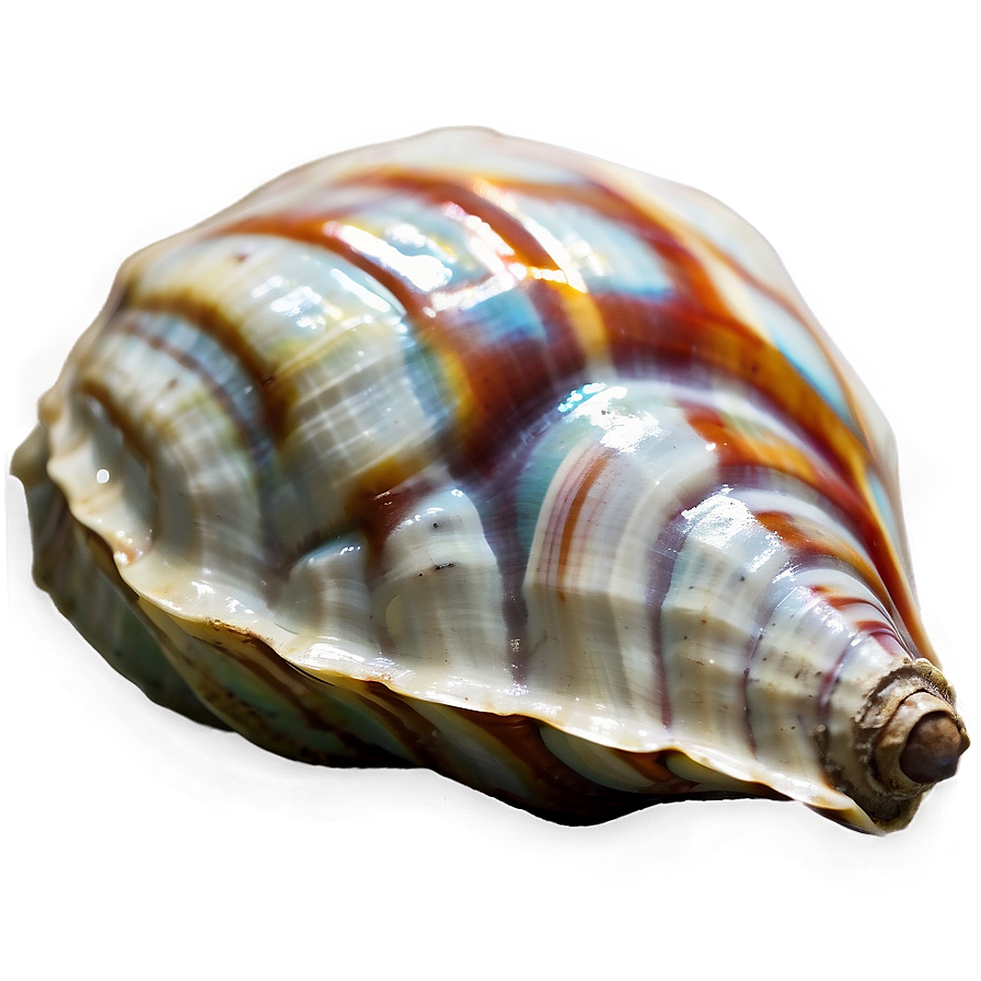 Polished Conch Shell Png 31 PNG