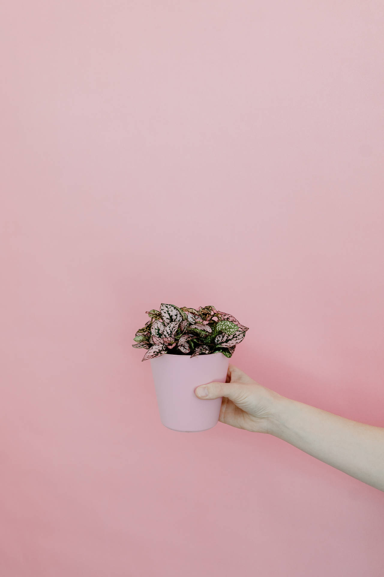 Polkadot Pflanze Auf Rosa Hintergrund Wallpaper