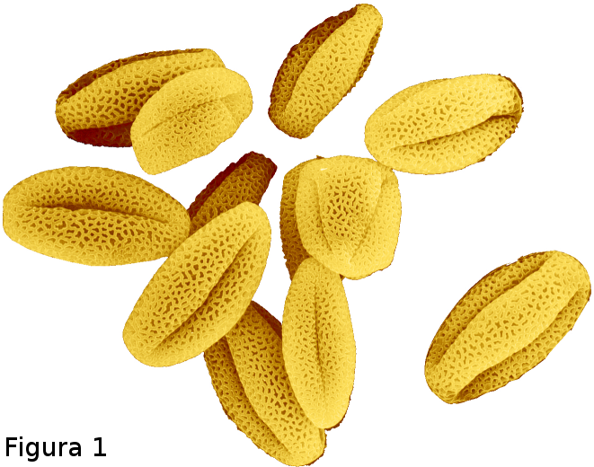 Pollen Grains Illustration PNG