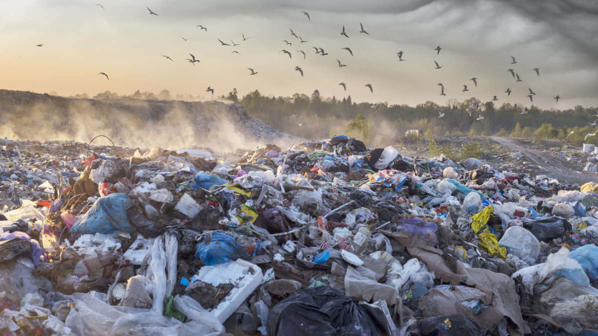 A Large Pile Of Garbage With Birds Flying Over It