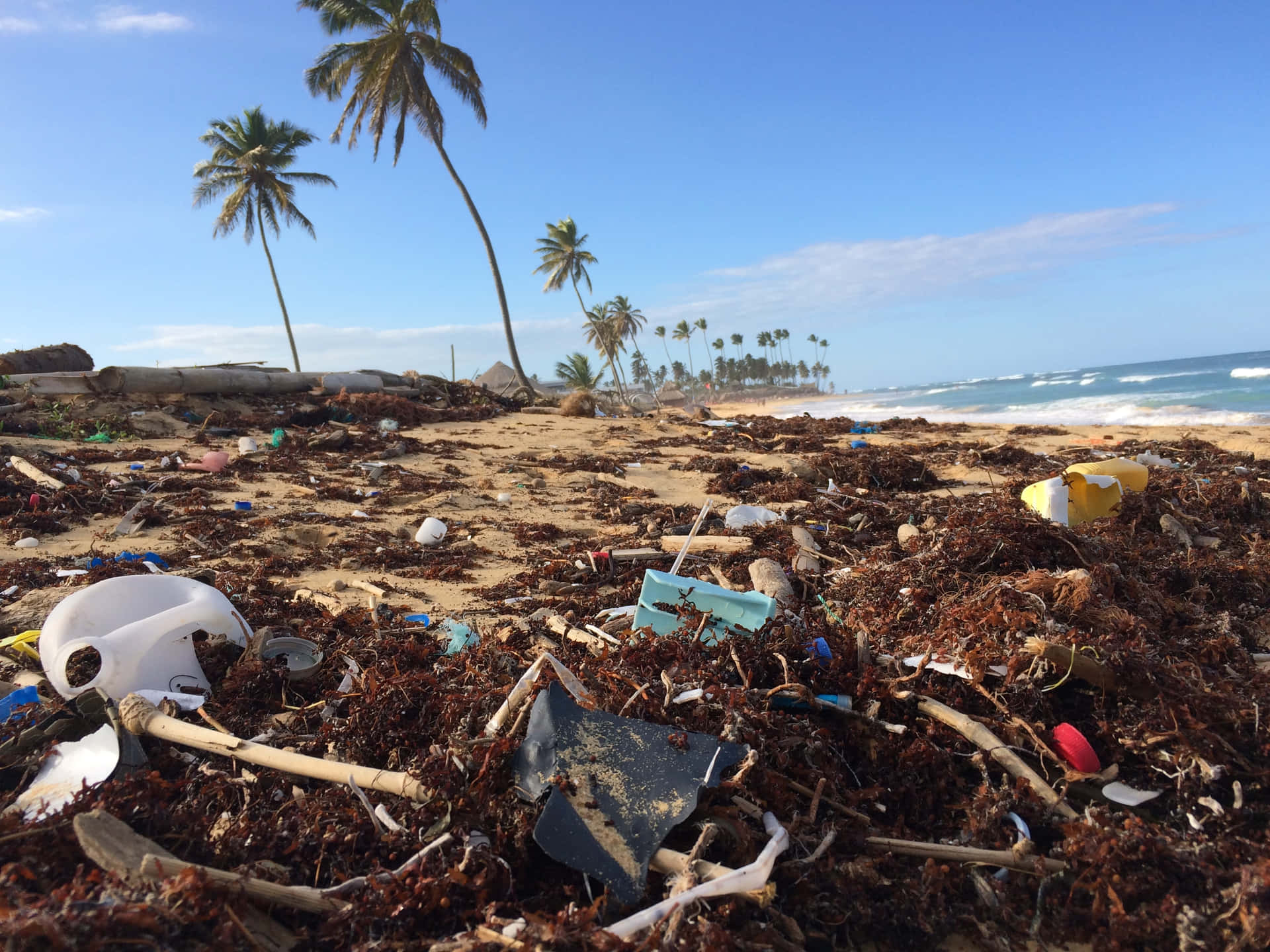 A Beach With Trash And Palm Trees