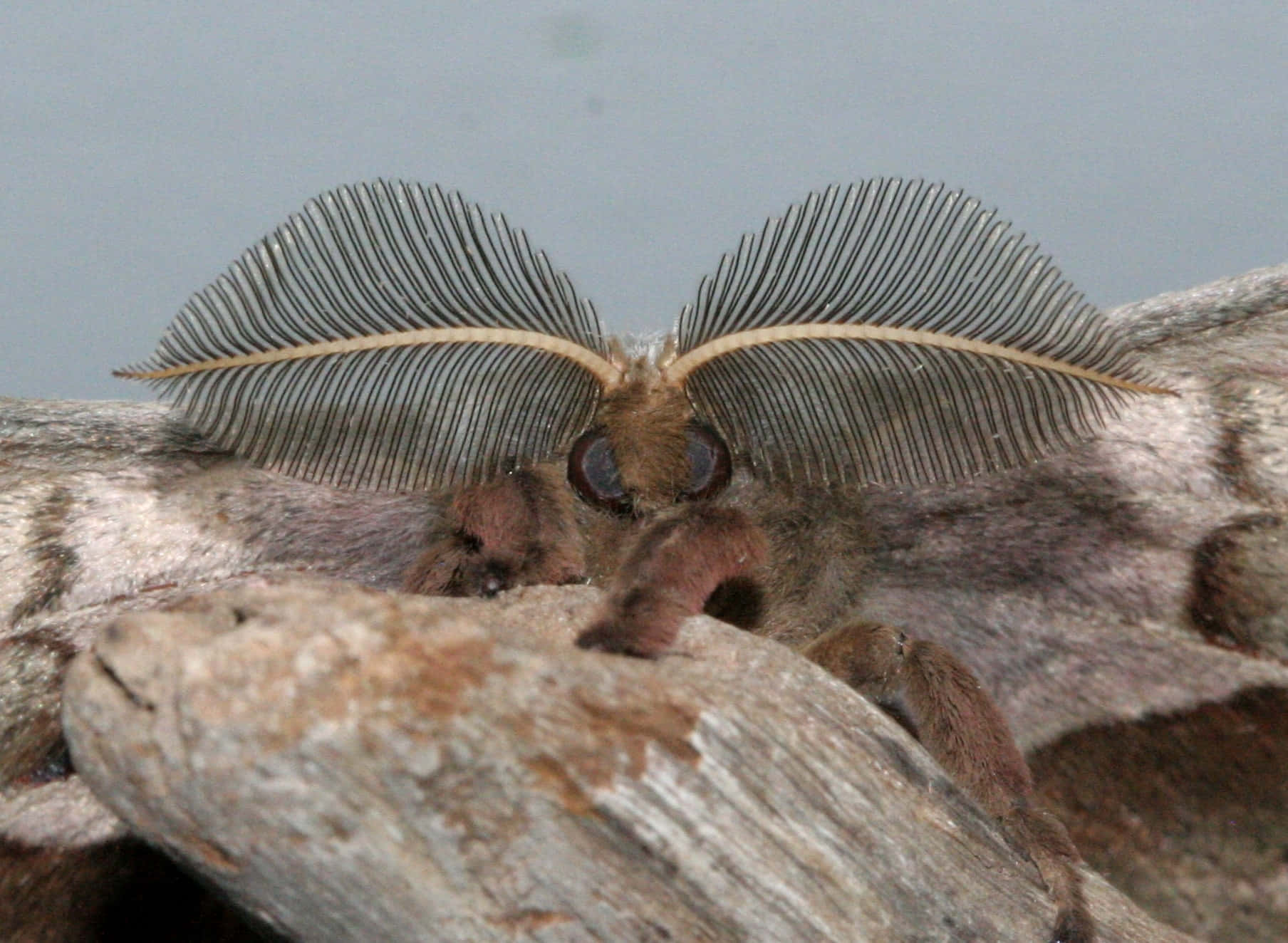 Polyphemus Moth Close Up Wallpaper