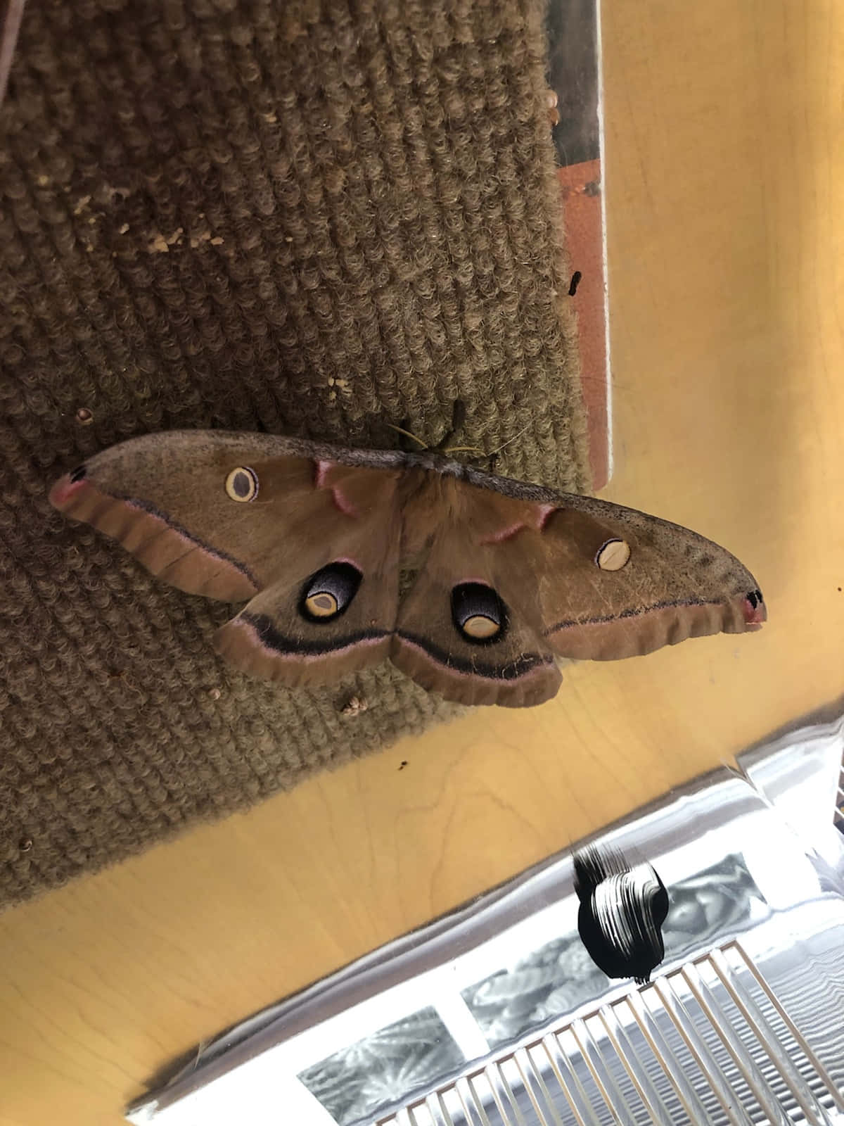 Polyphemus Moth Indoor Resting Wallpaper