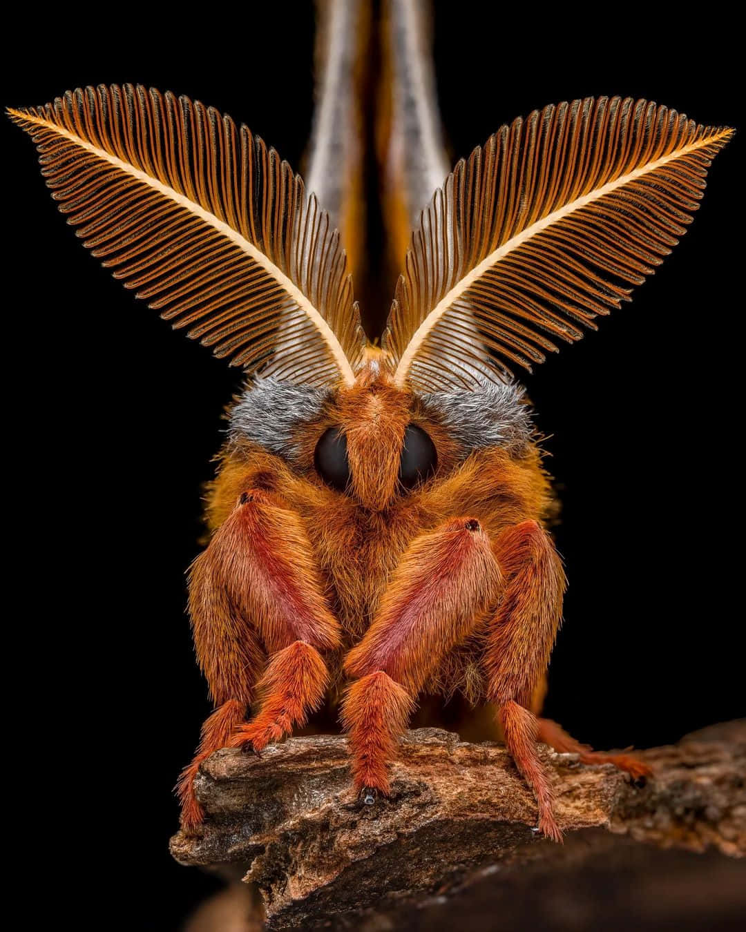 Polyphemus Moth Macro Portrait Wallpaper