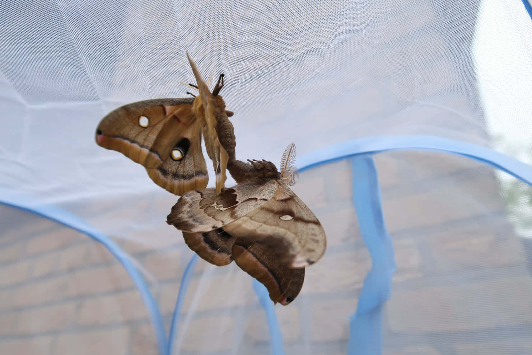 Polyphemus Moth Resting Wallpaper