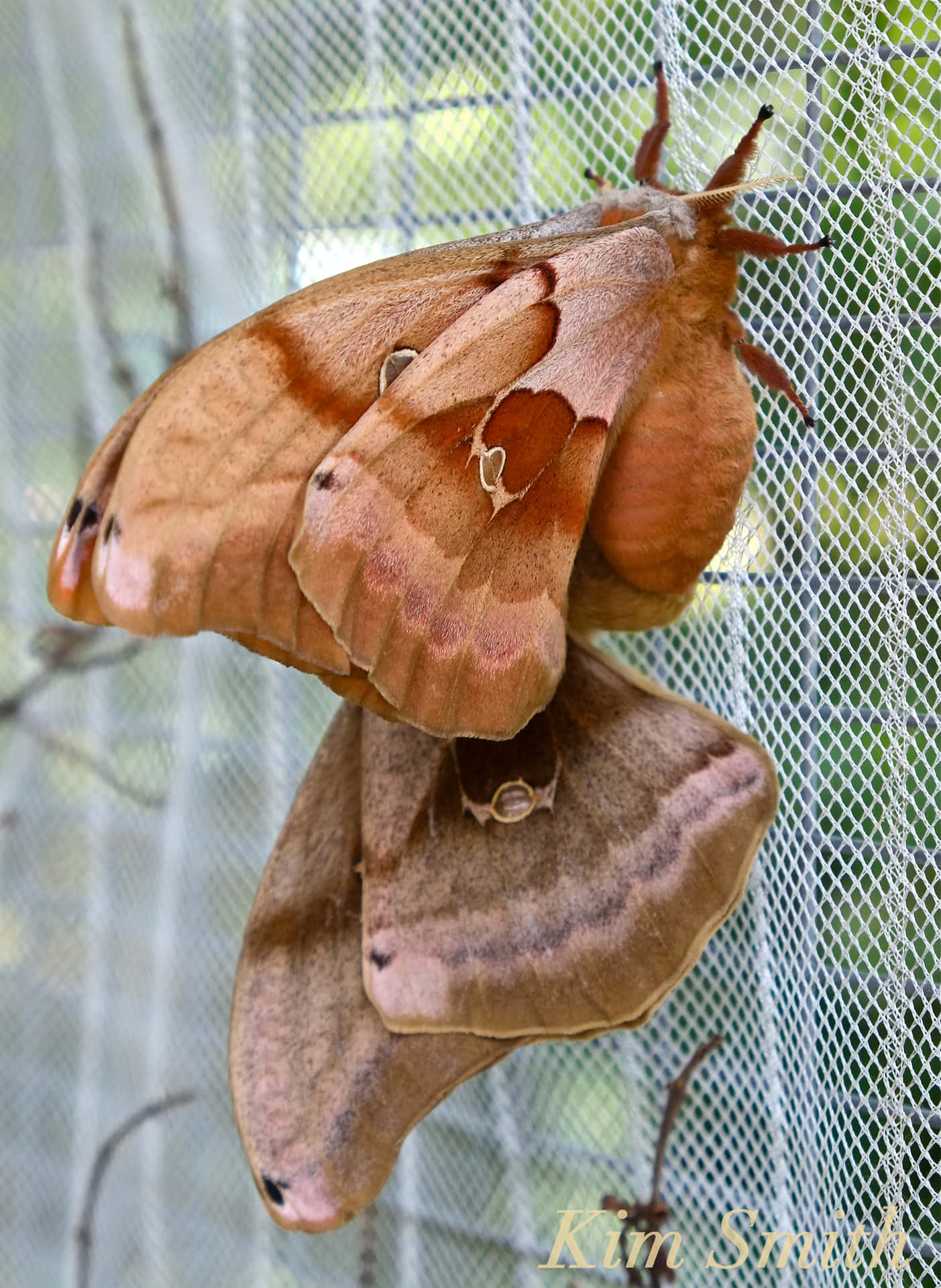 Polyphemus Moth Resting Wallpaper