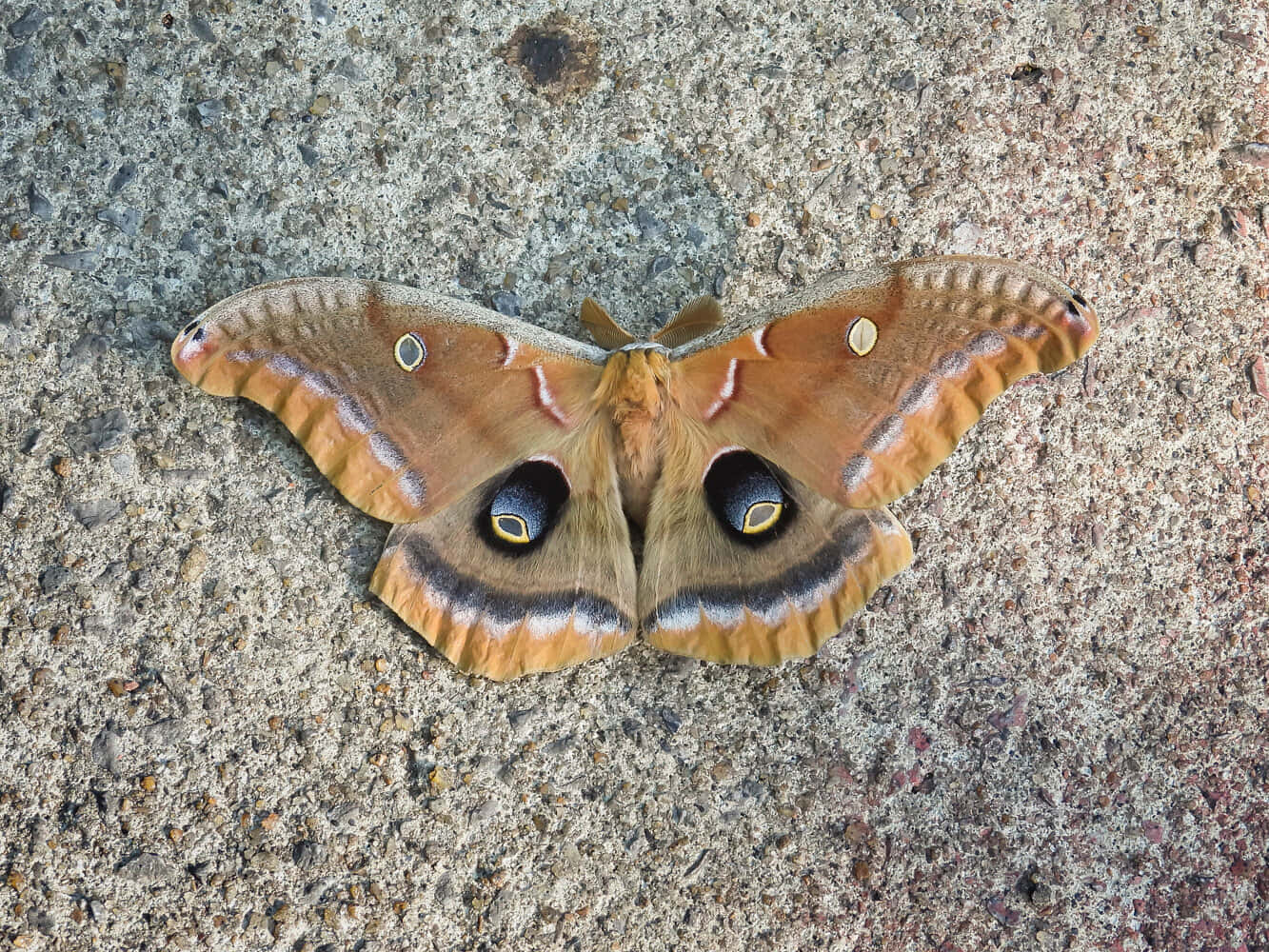 Polyphemus Moth Restingon Concrete Wallpaper